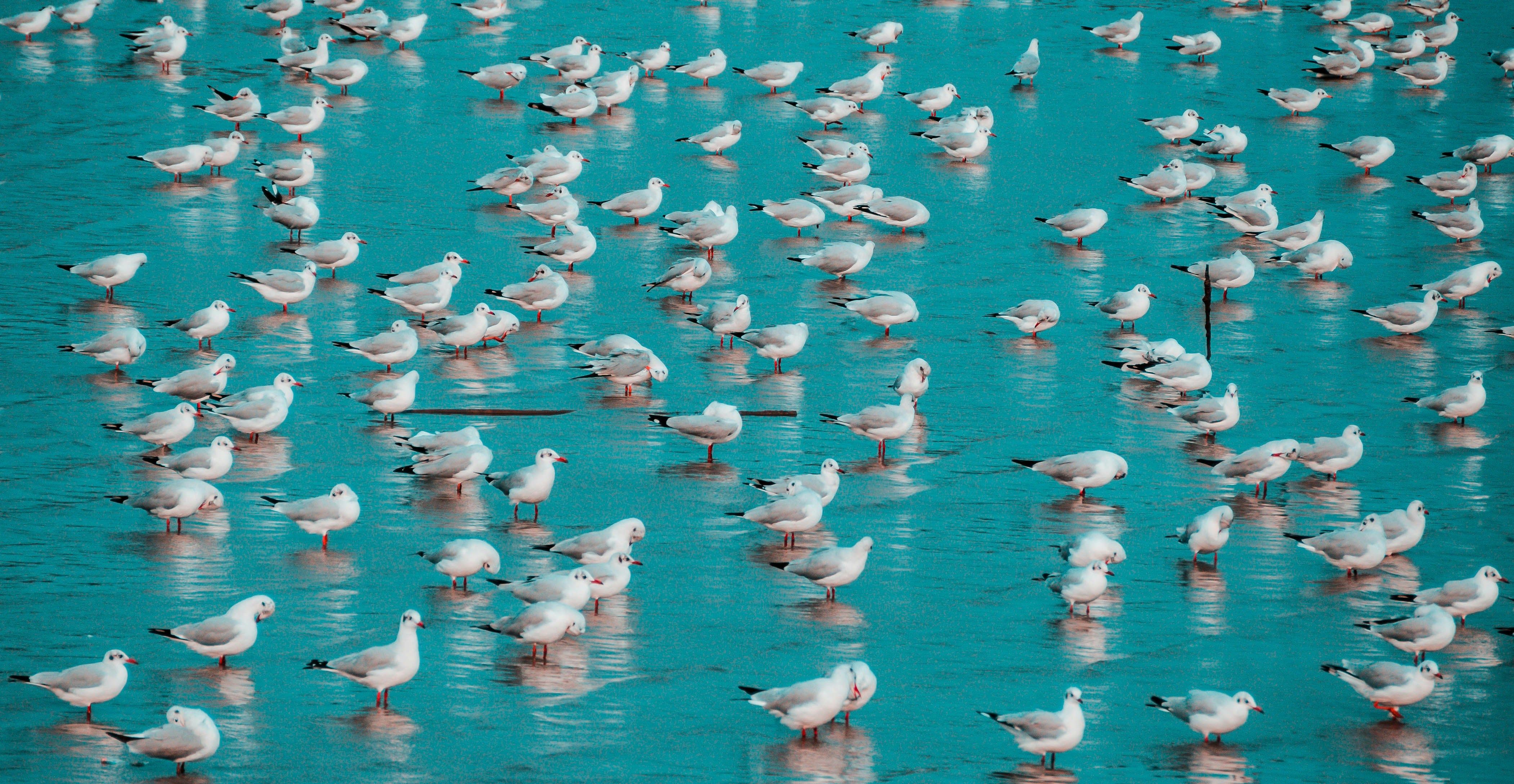 A group of birds surfacing around all by shallow water.
