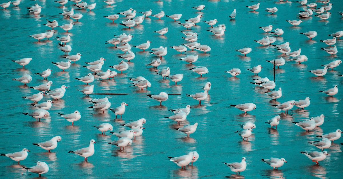 A group of birds surfacing around all by shallow water.