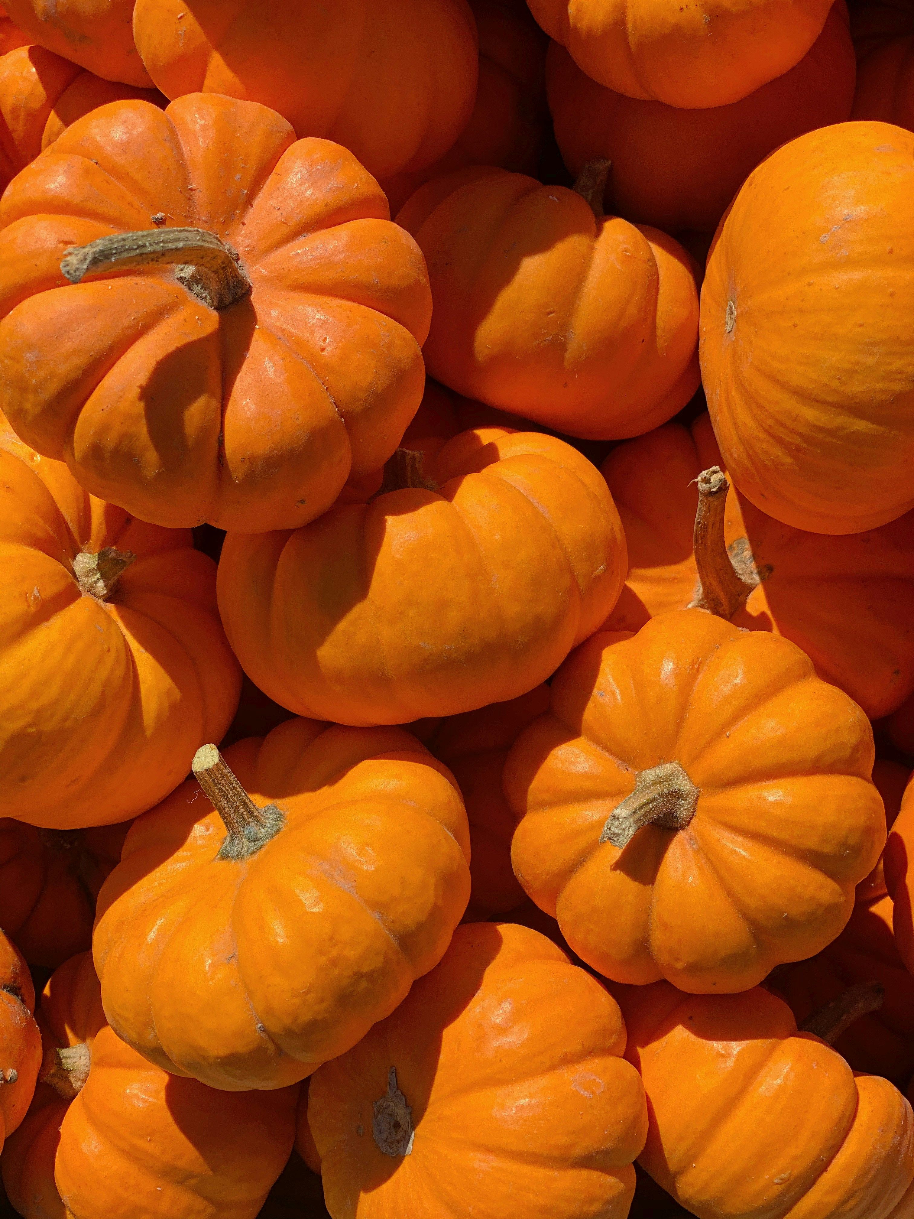 Grouped up baby orange pumpkins.