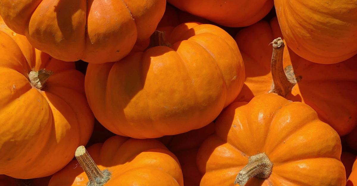 Grouped up baby orange pumpkins.