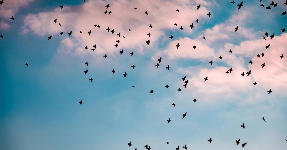 Scattered groups of birds flying by Kenrick Mills.