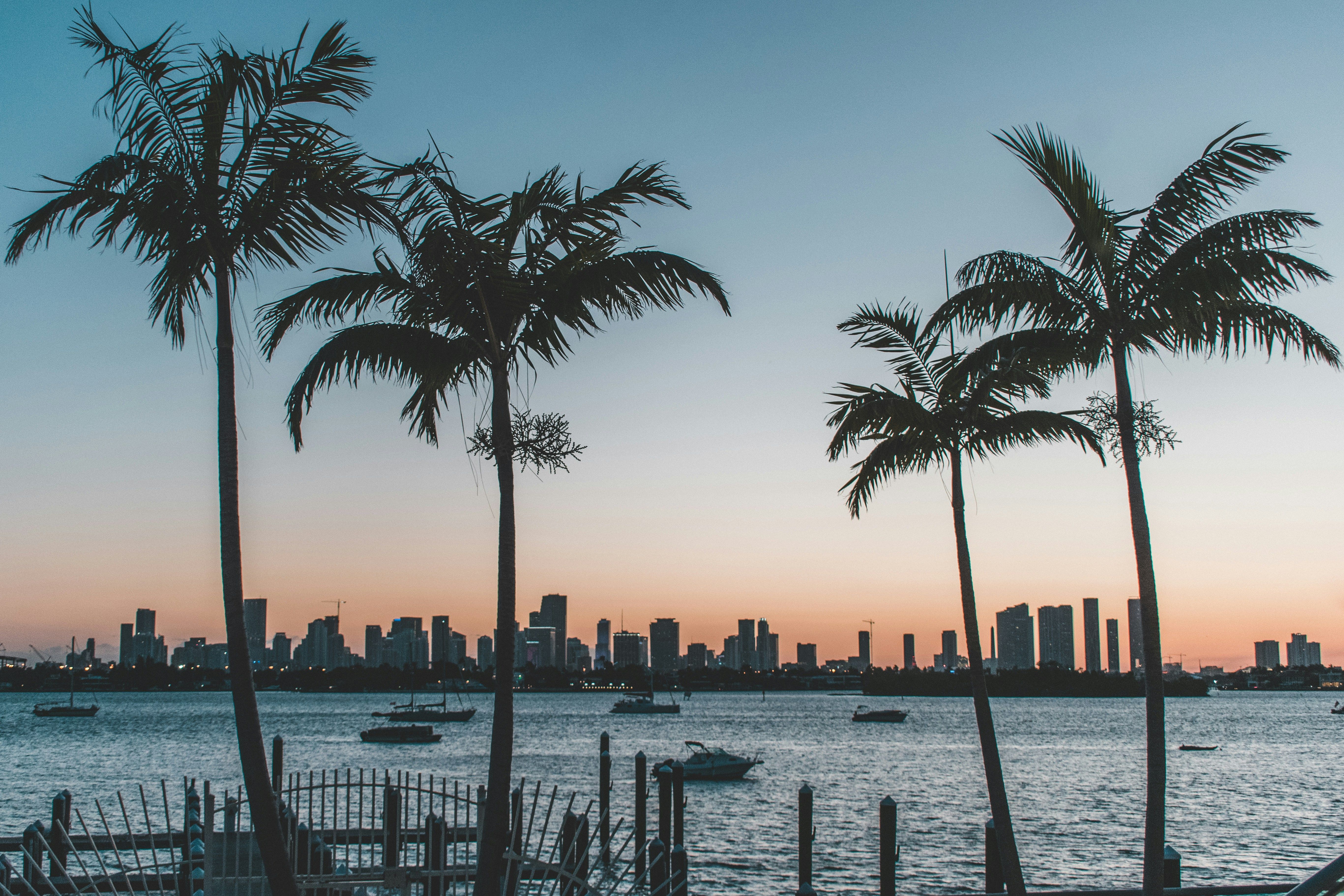 View of palm trees and the coast with boats in Florida.