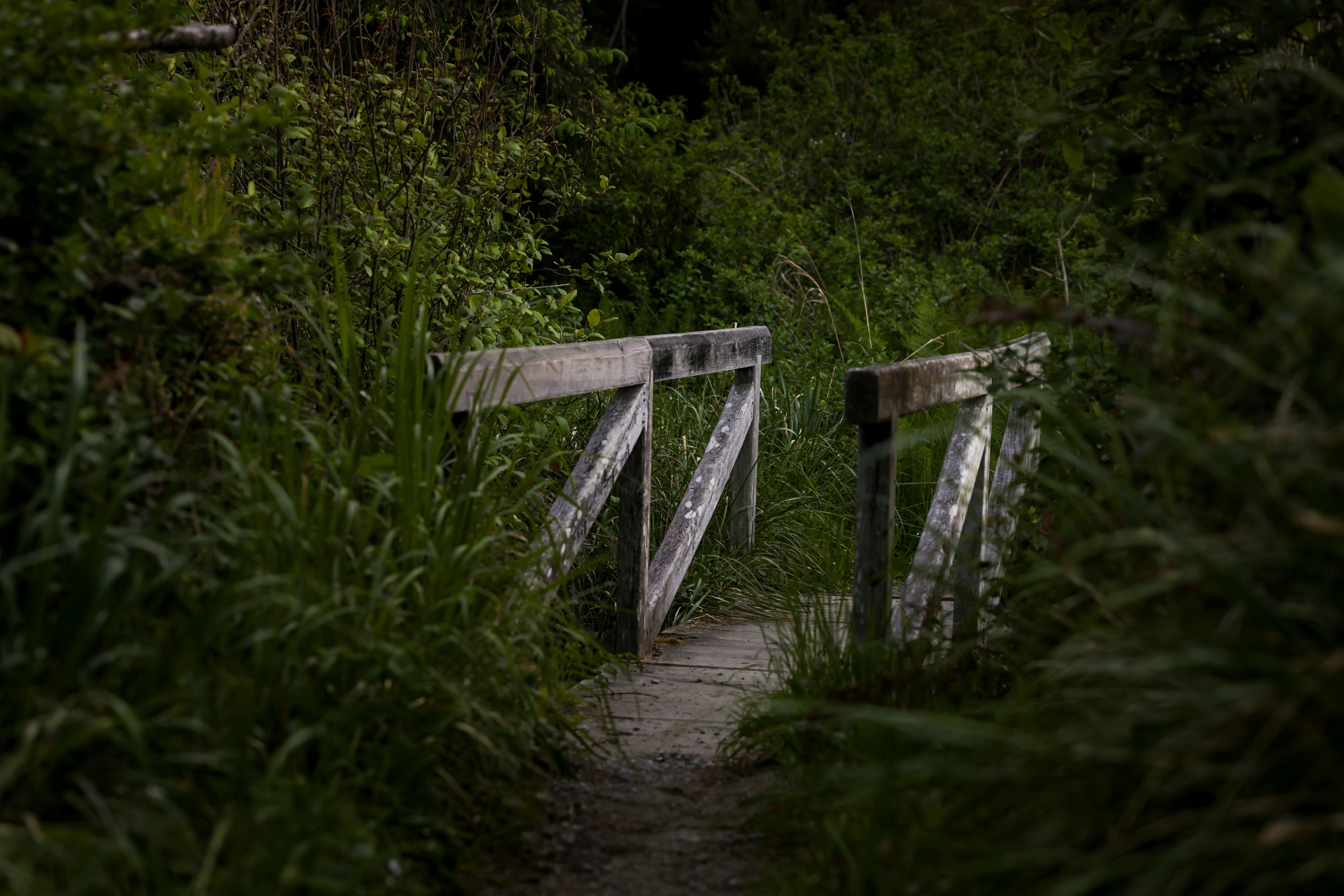 Small wooden bridge in forested area by Royce Fonseca.