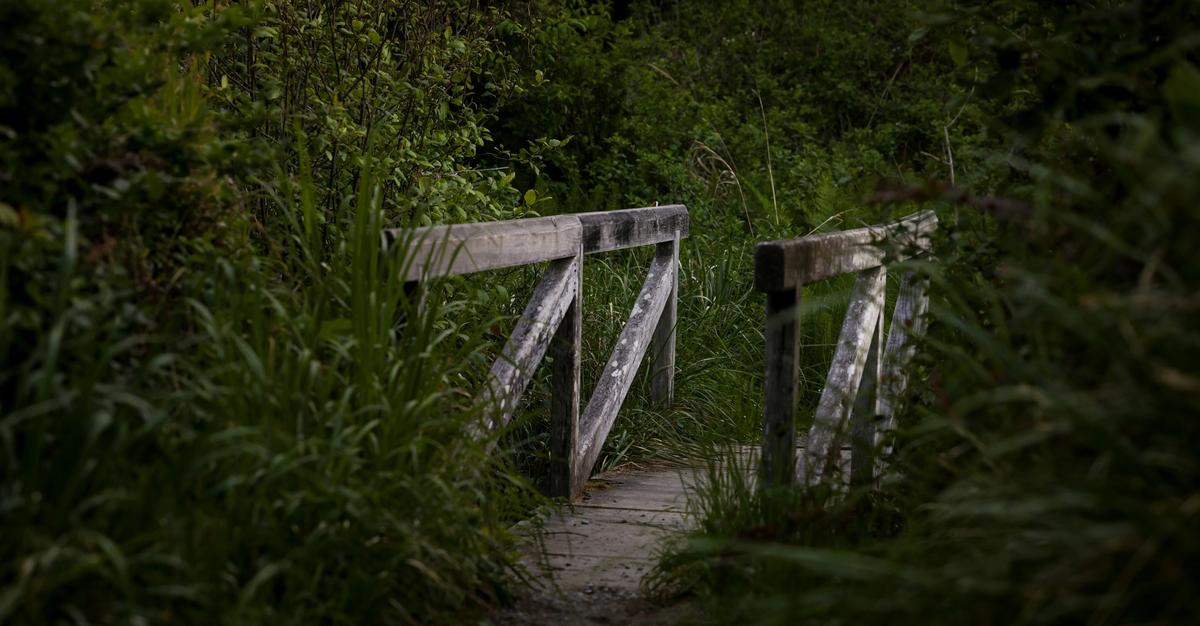 Small wooden bridge in forested area by Royce Fonseca.