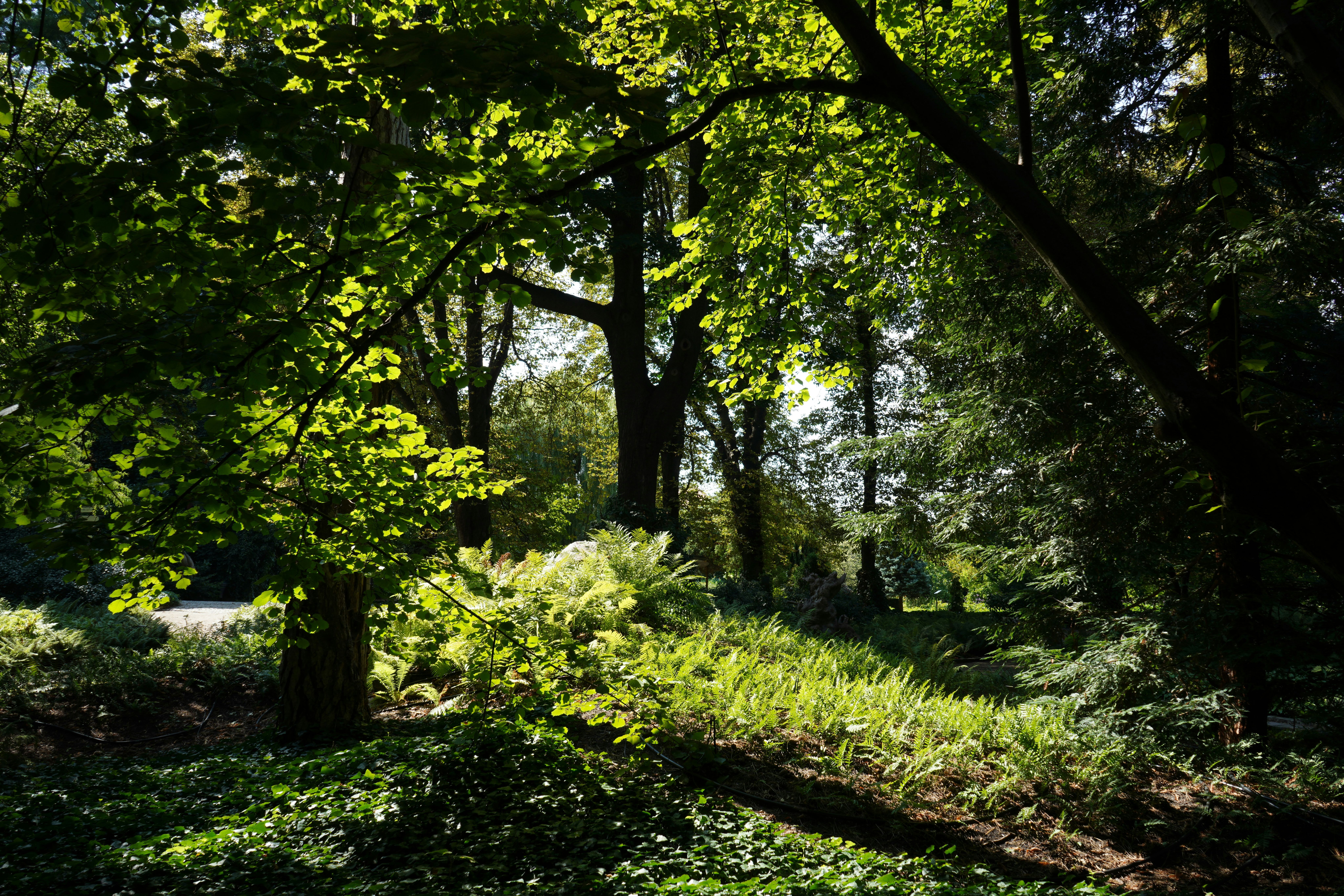 Forest with a tree laying on the ground.
