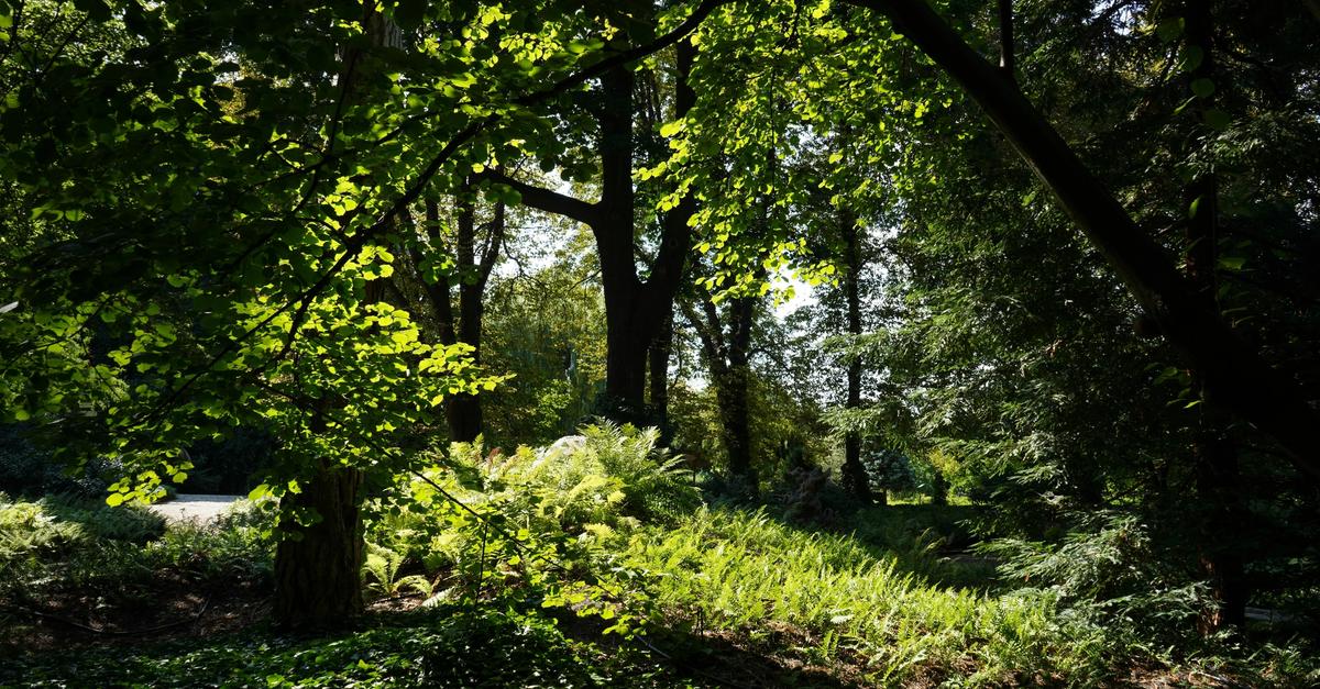 Forest with a tree laying on the ground.