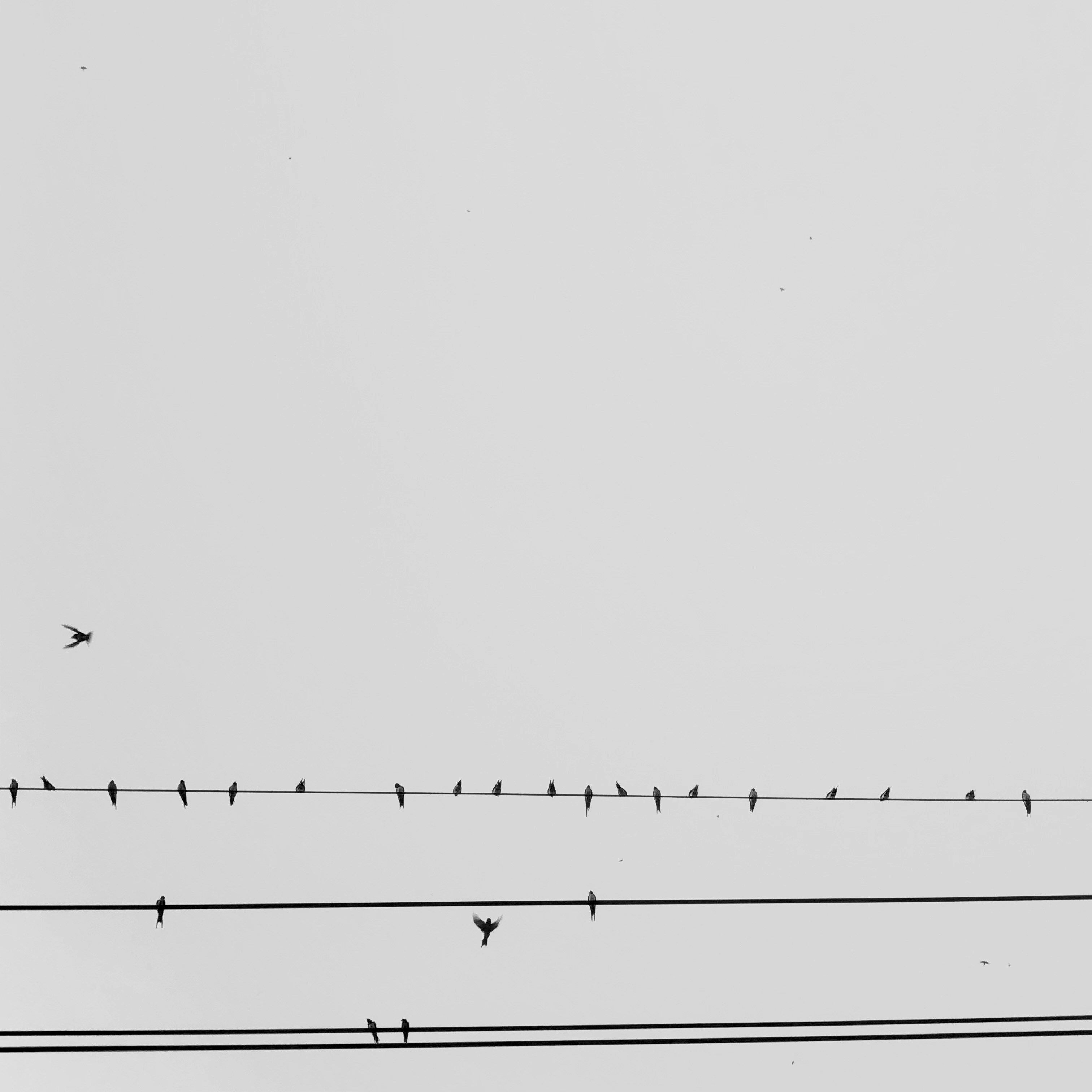 Birds perched on a telephone wire.