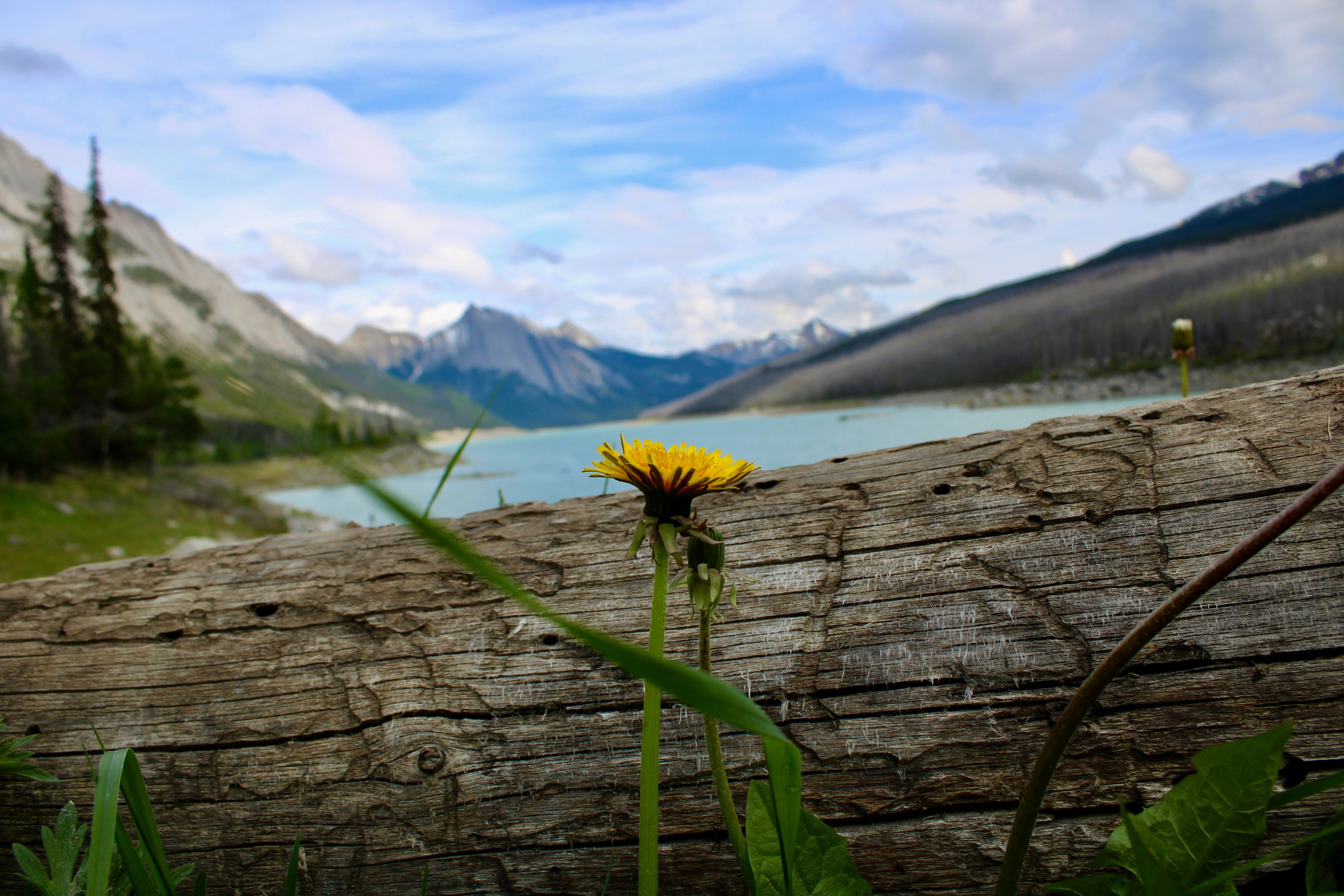 Dandelion situated by a log and a lake.