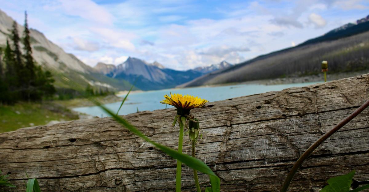 Dandelion situated by a log and a lake.