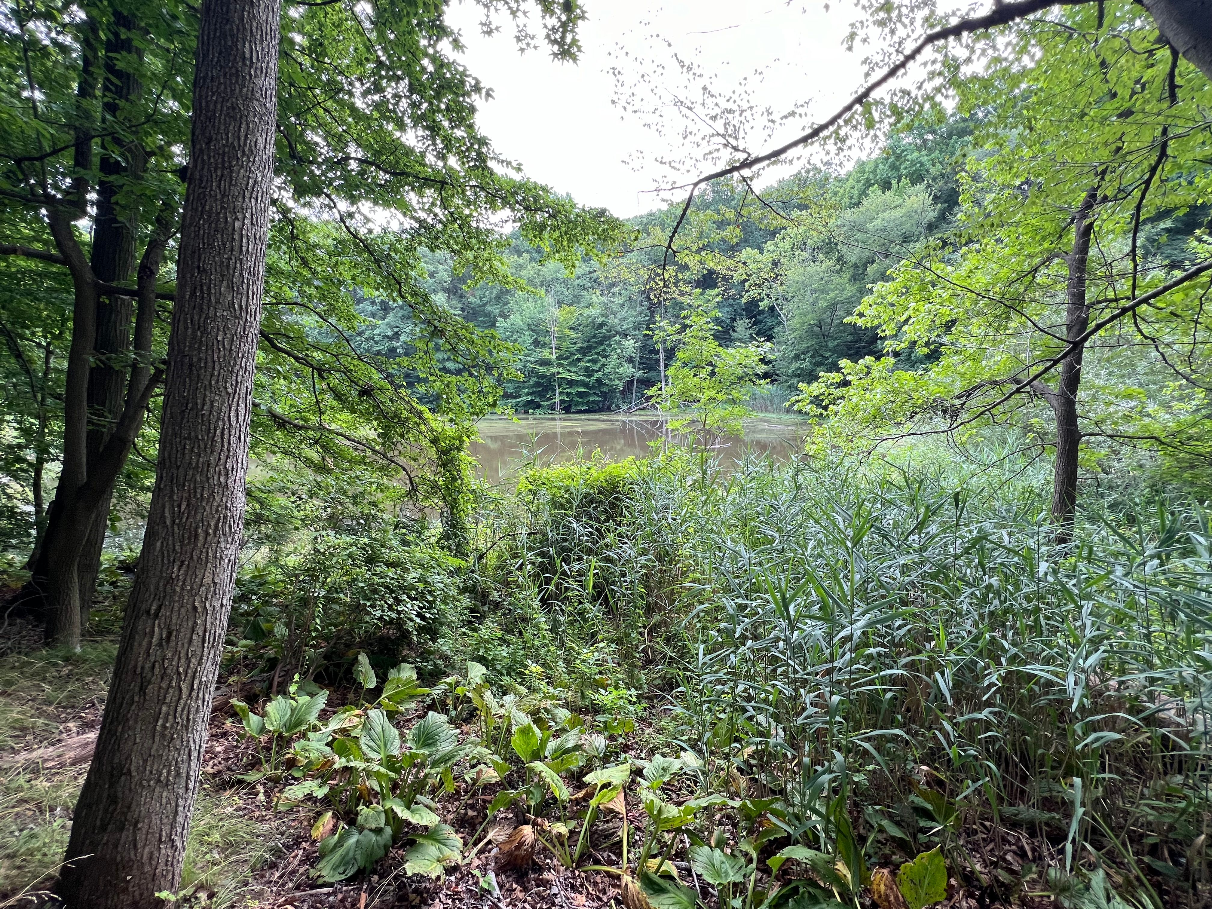 Woodland and forested area by plants and pond.