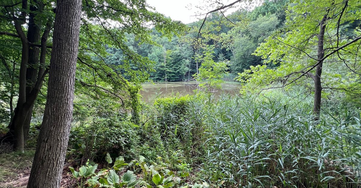 Woodland and forested area by plants and pond.