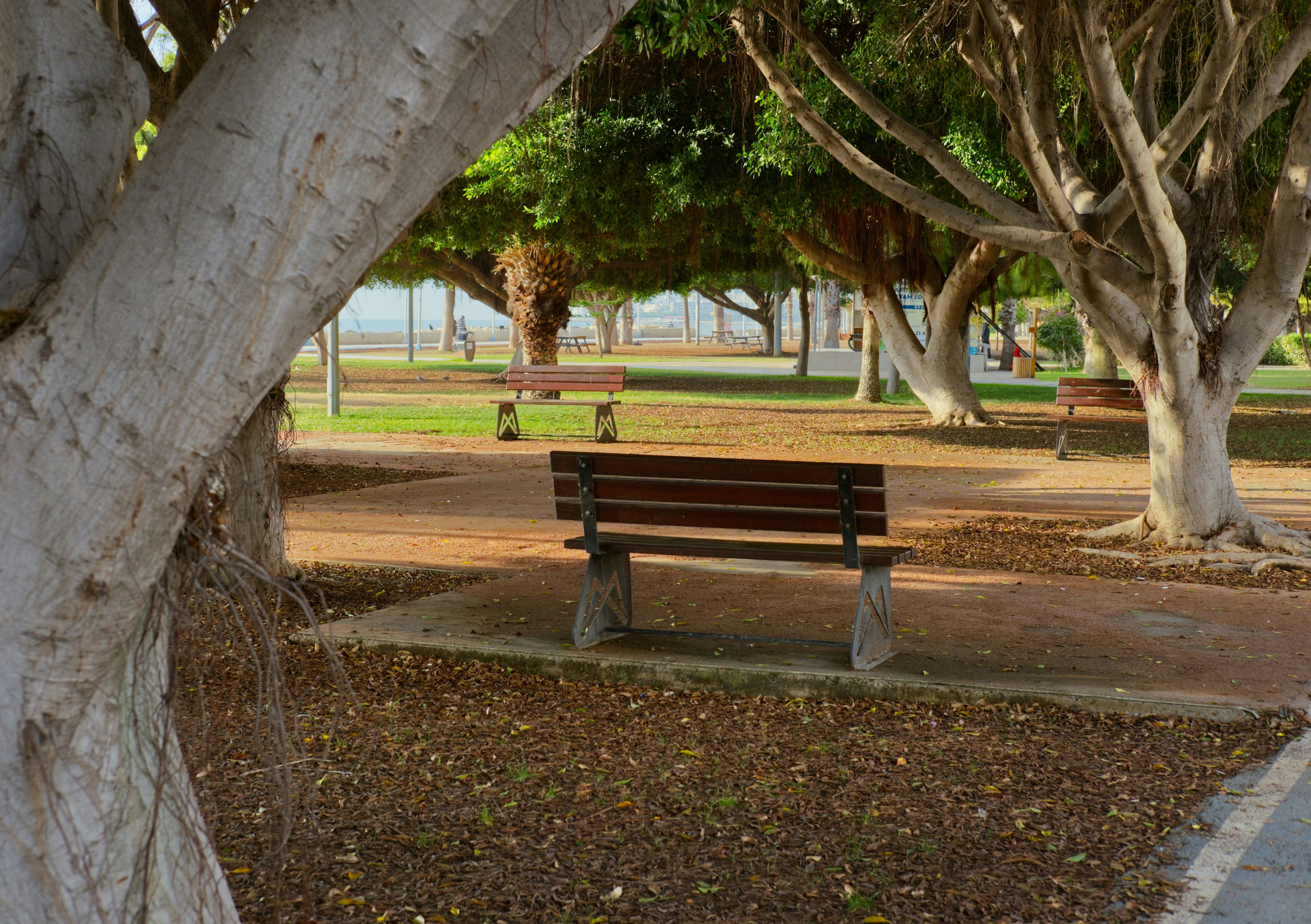 Bench in the park next to some trees and pavement.