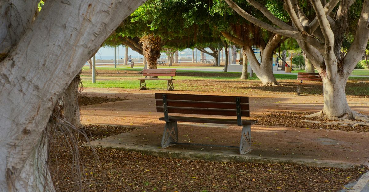 Bench in the park next to some trees and pavement.