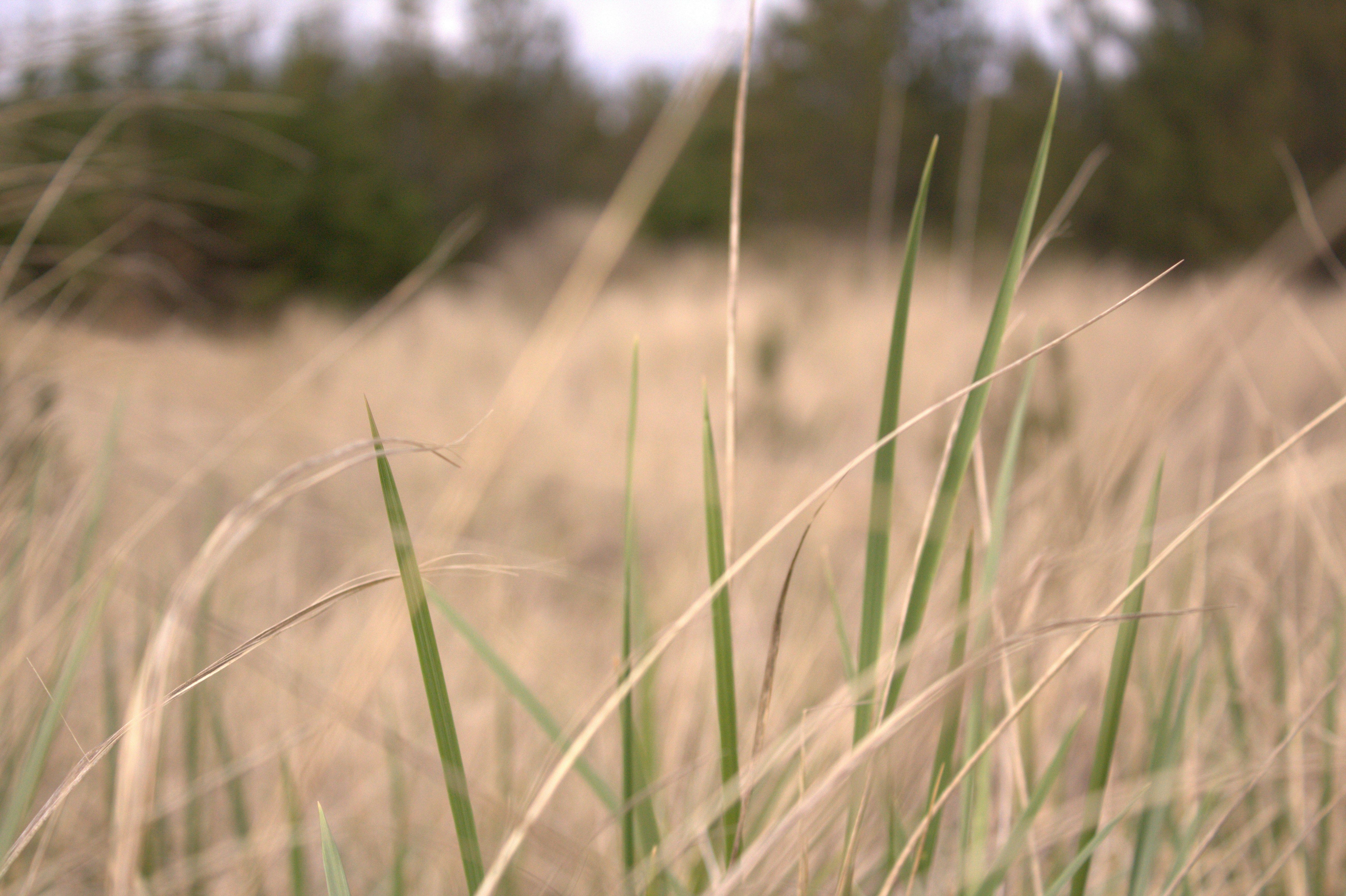Close up of green and yellow blades of grass from a field.