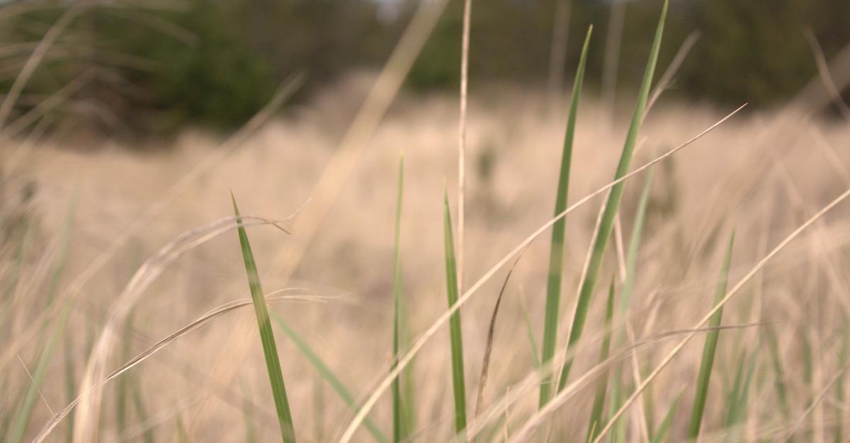 Close up of green and yellow blades of grass from a field.