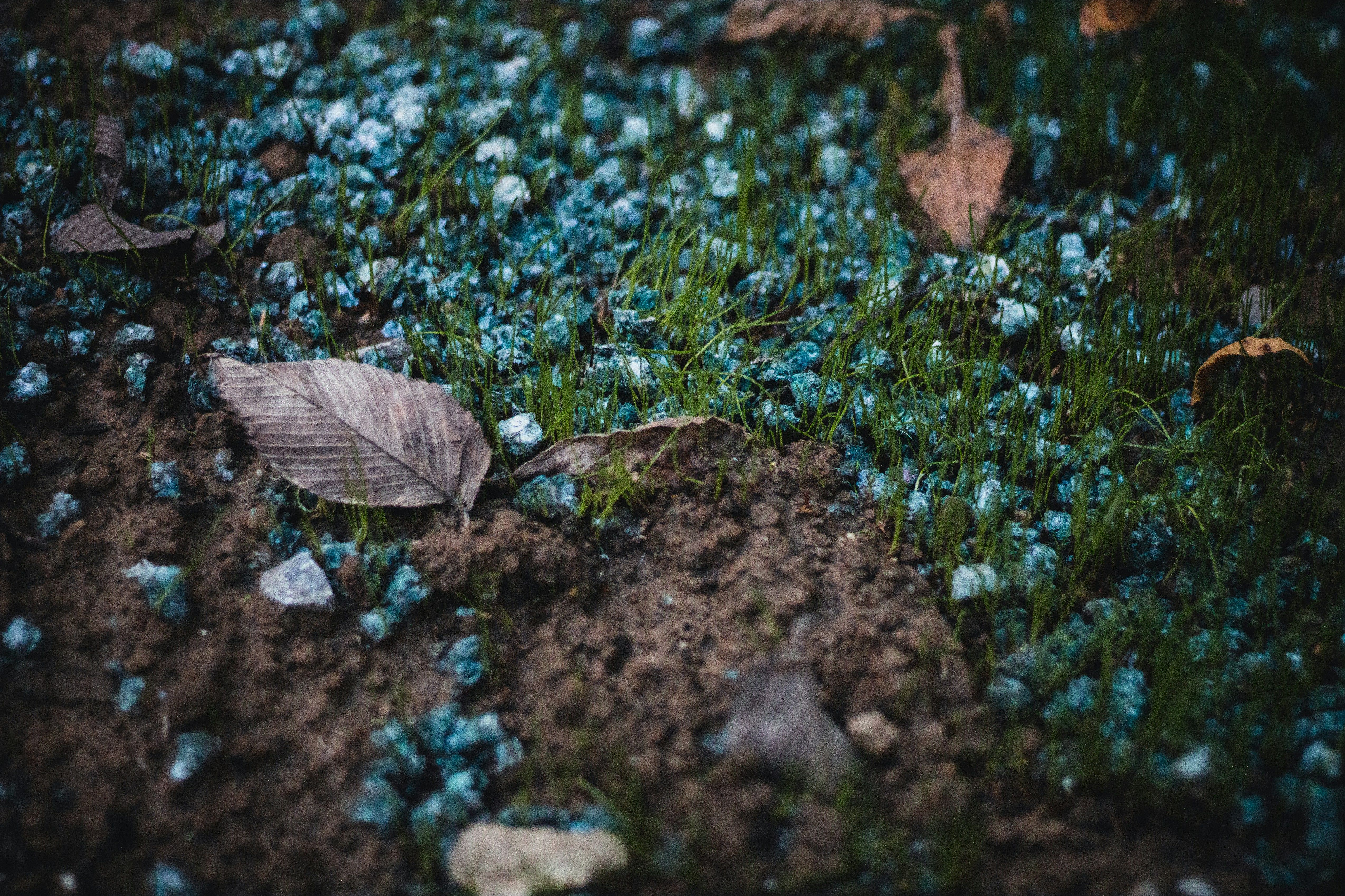 Fertilization and decomposing leaves by Sean Foster.
