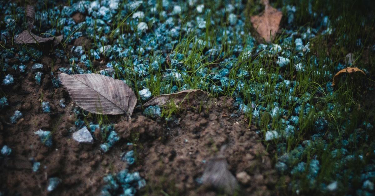 Fertilization and decomposing leaves by Sean Foster.