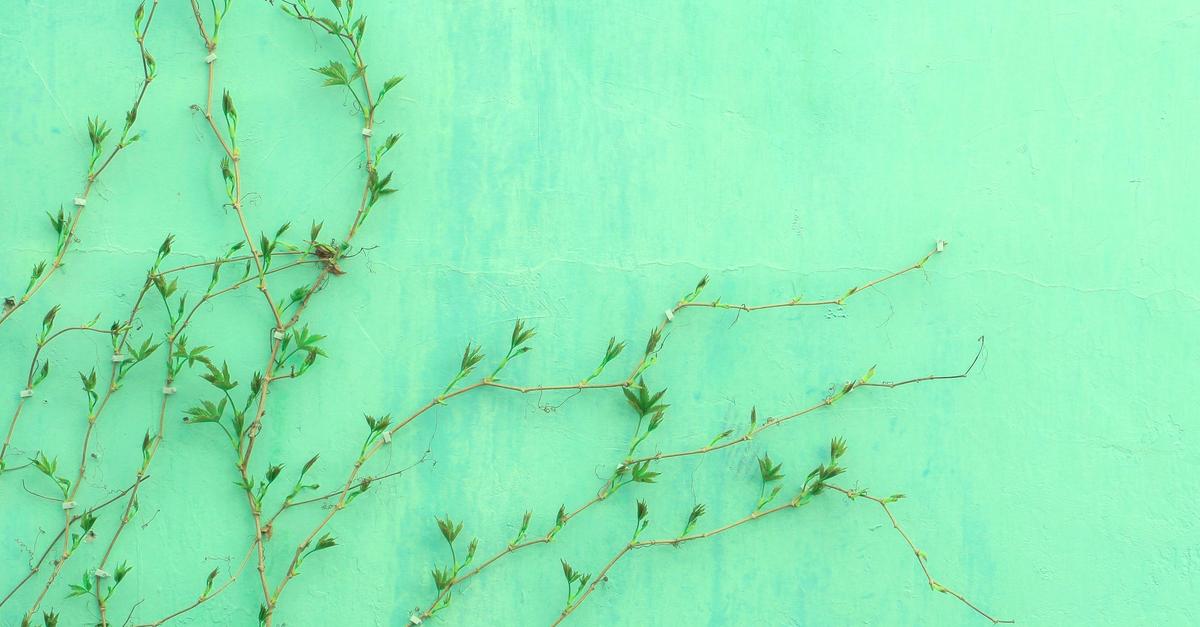 Plant growing alongside a teal painted house.