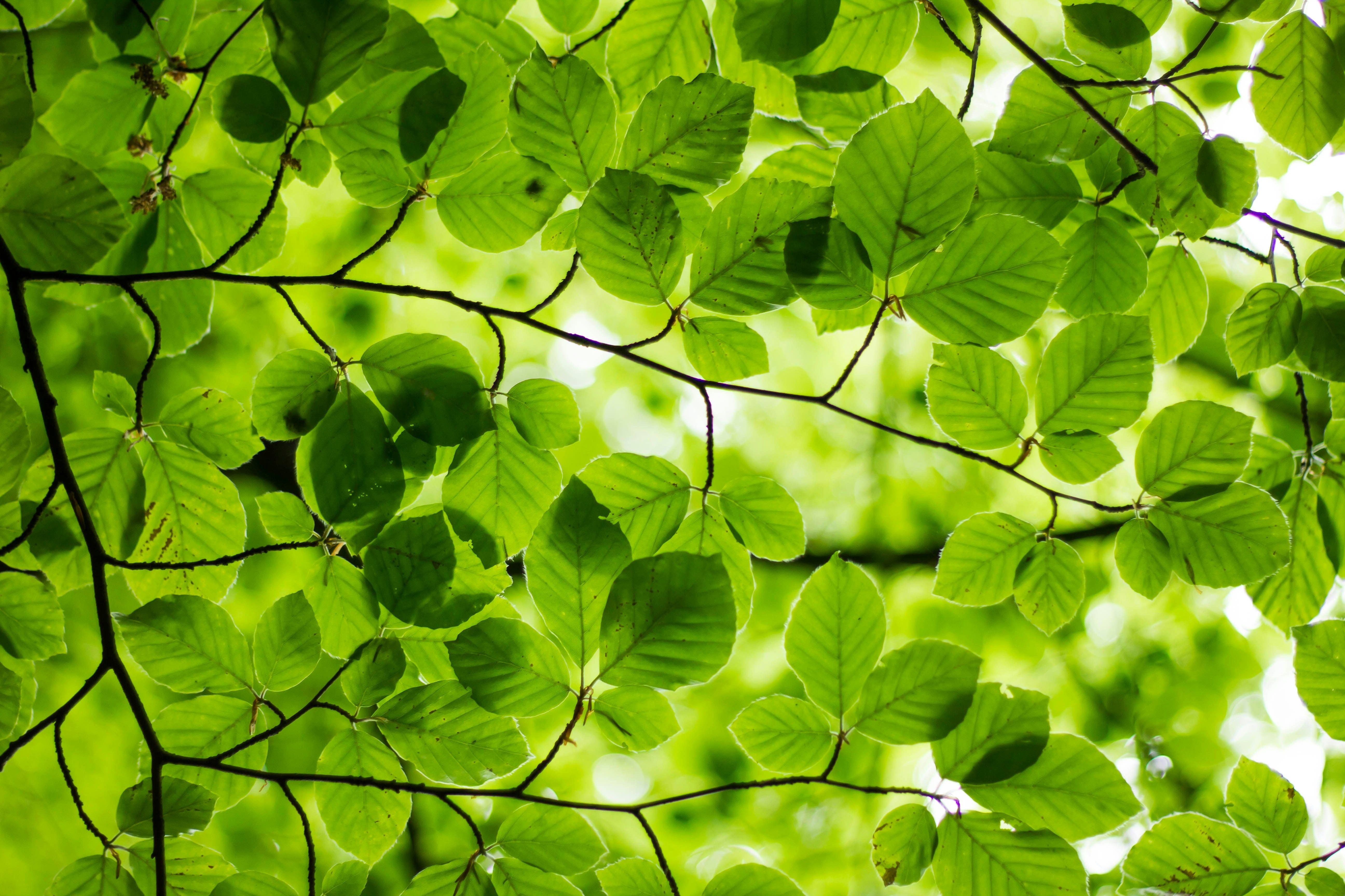 Green leaves from a tree.