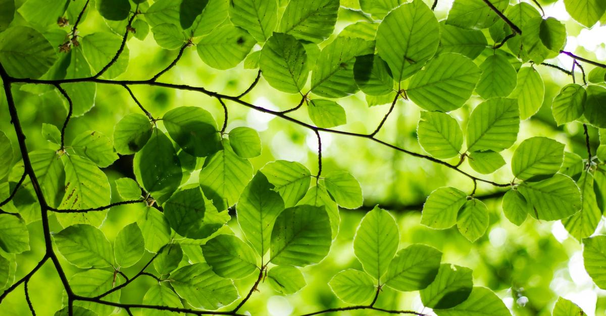 Green leaves from a tree.