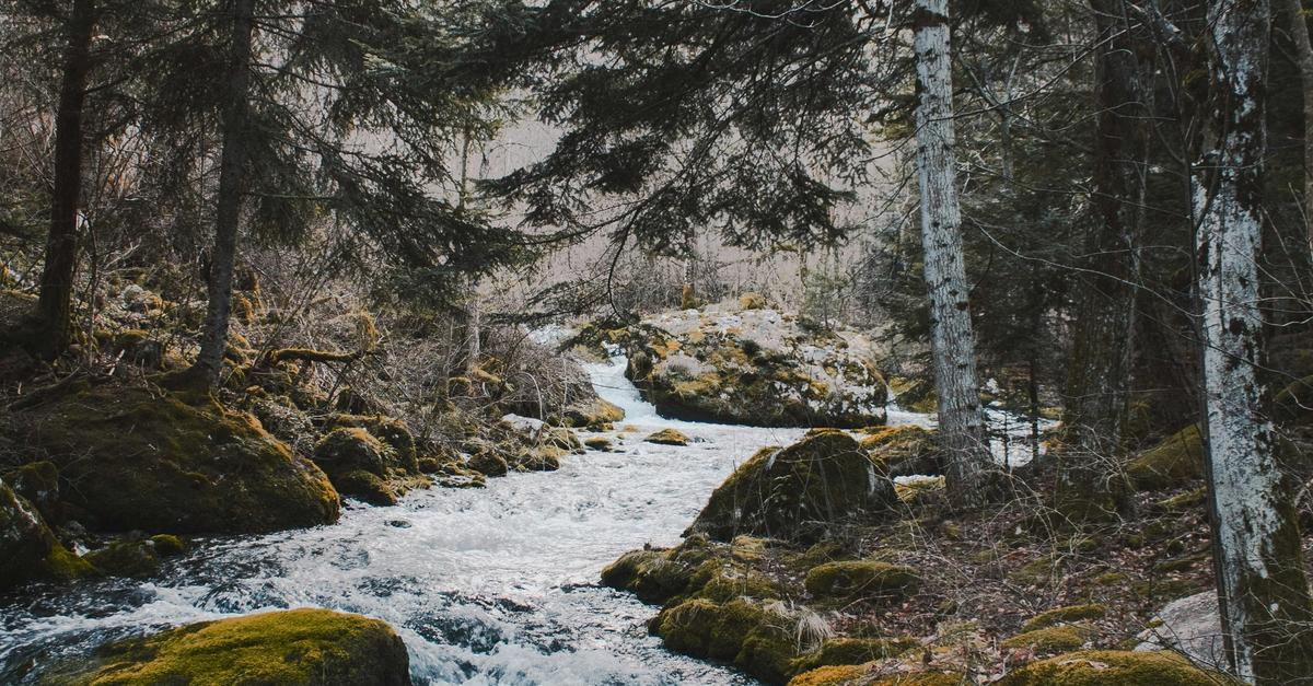 Running river in a forest.