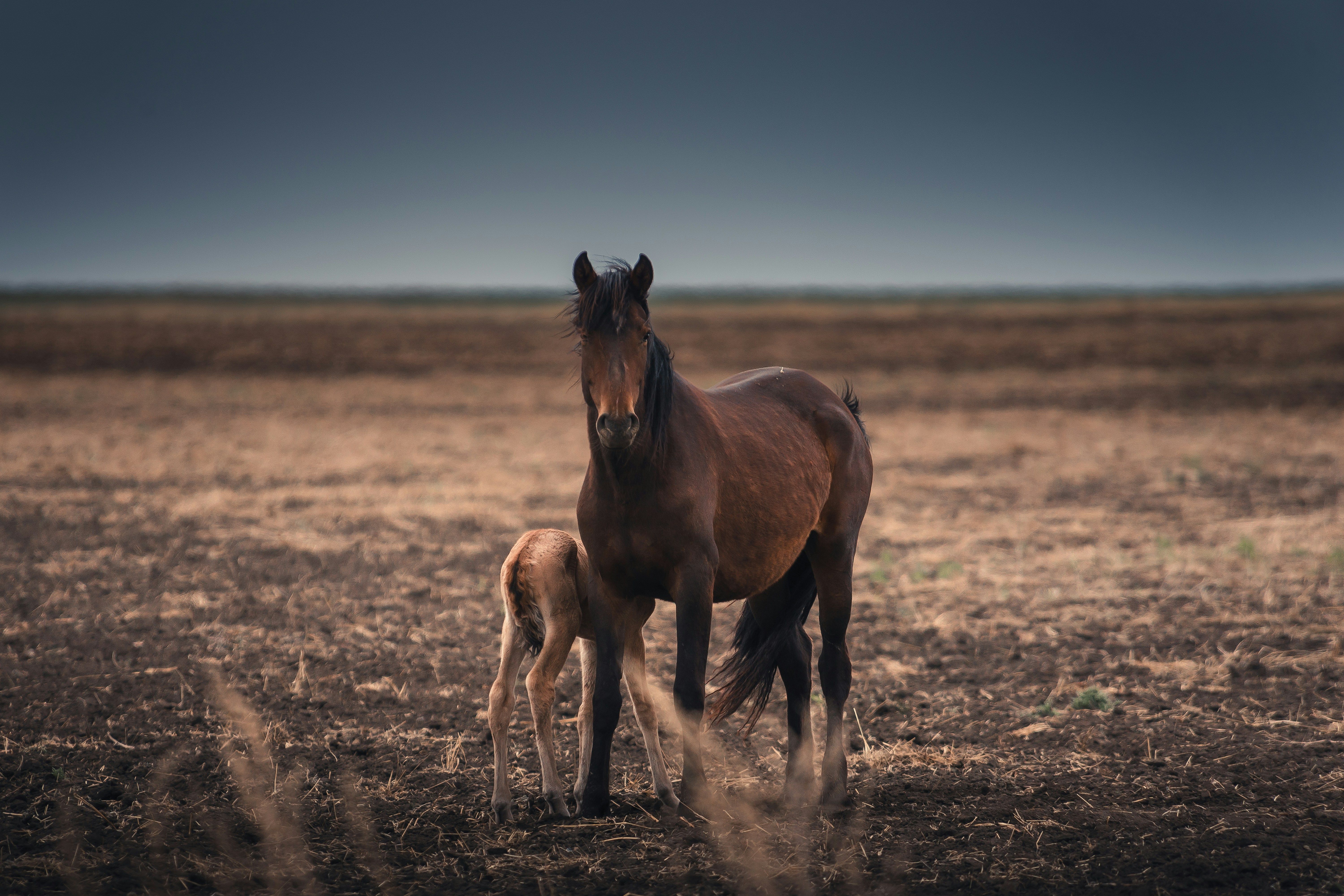 Horse and offspring roaming in plains.