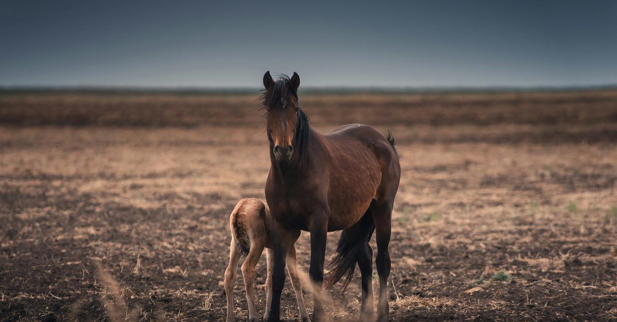 Horse and offspring roaming in plains.