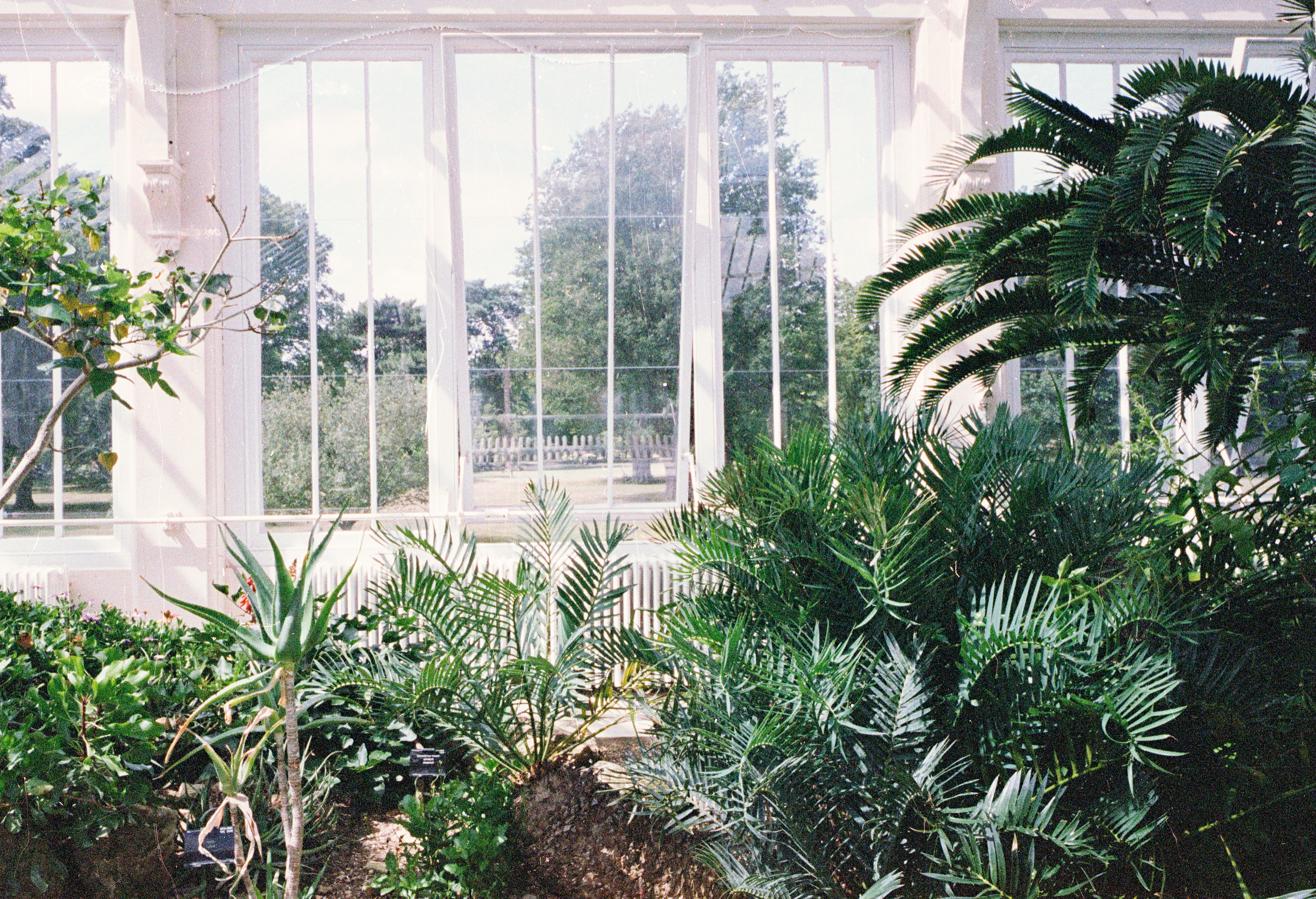 Indoor plants in a white home.