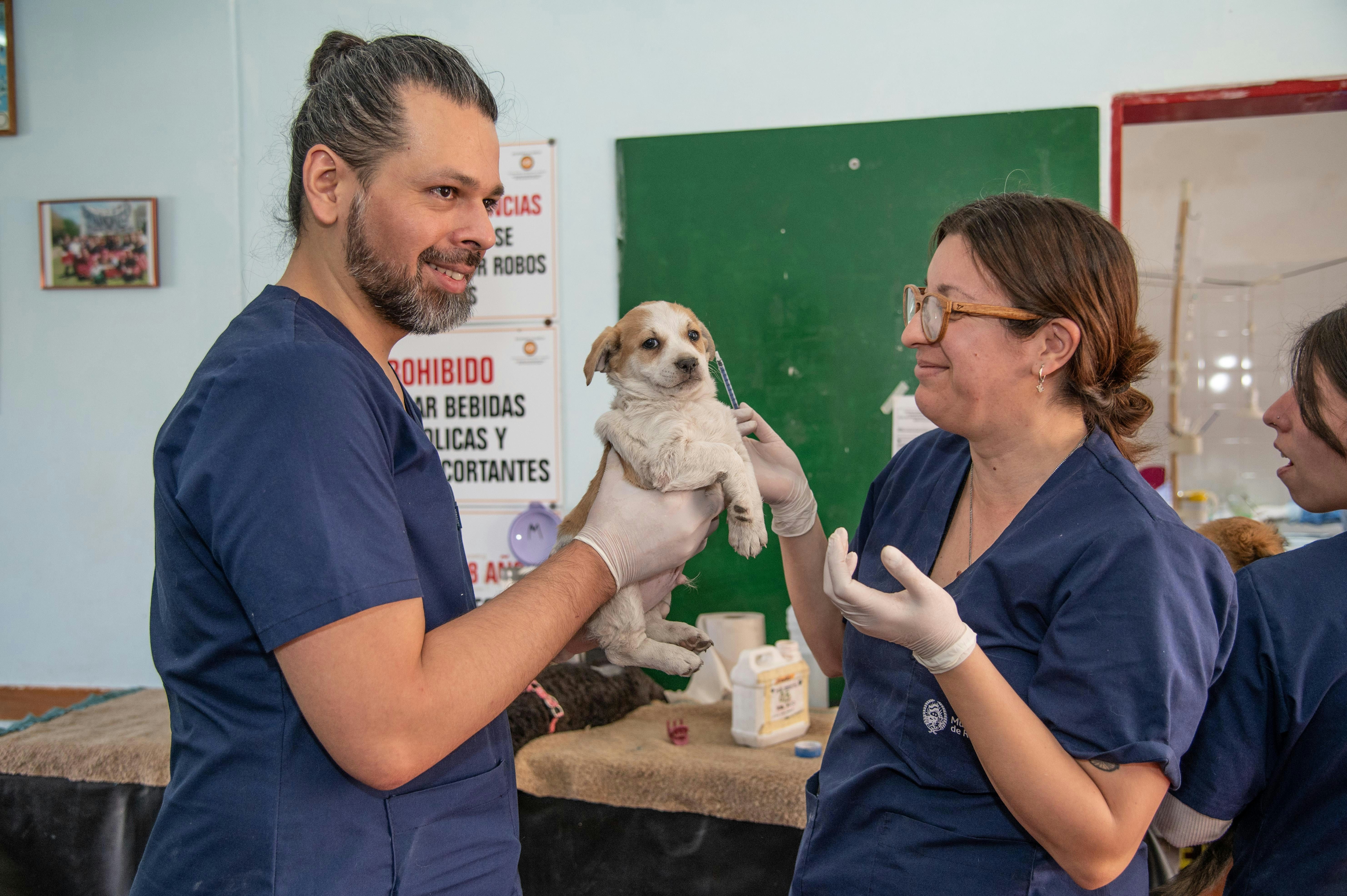 Veterinary experience by Jonatan Bustos.