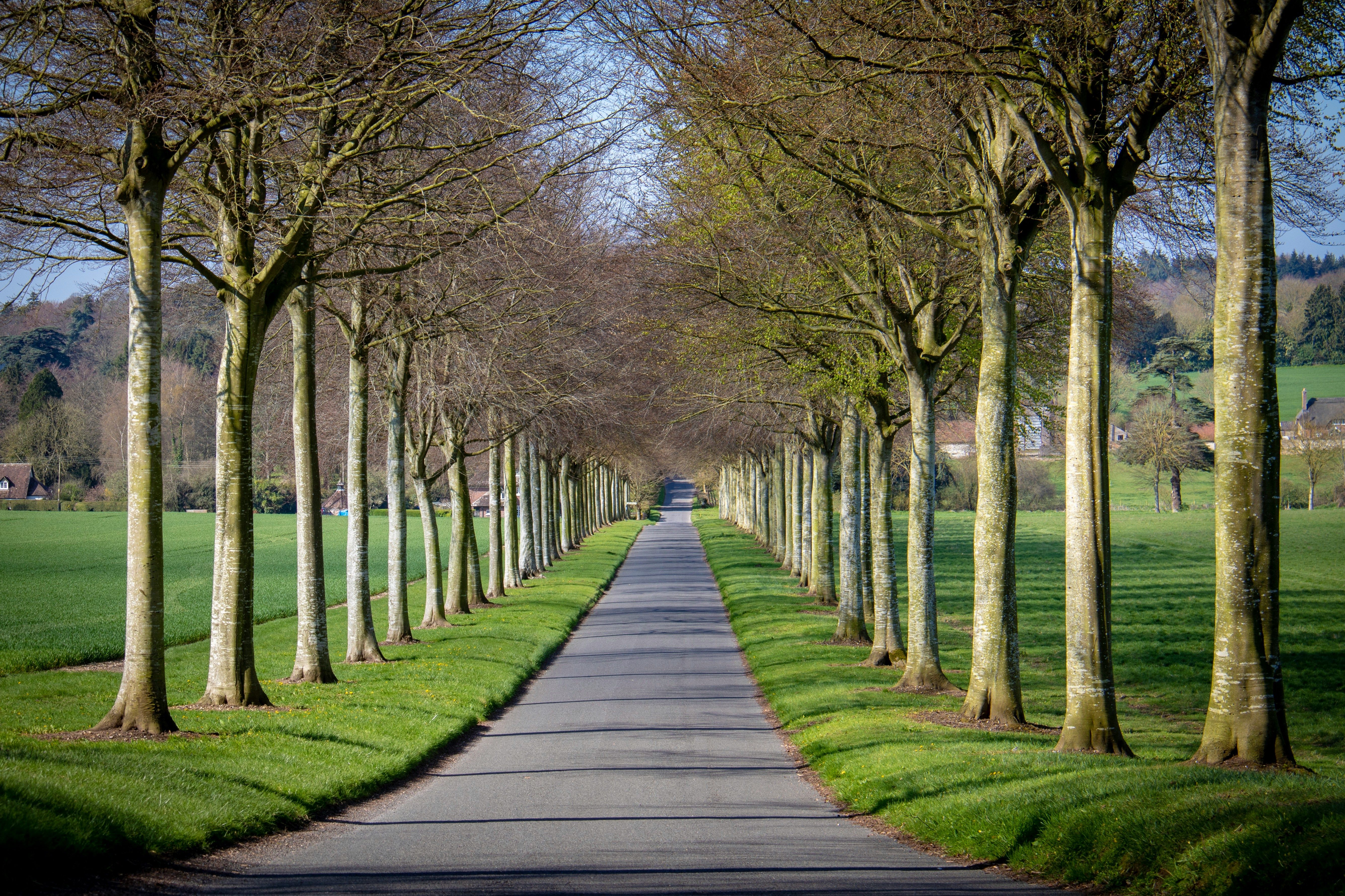 Road with trees all along the perimeter.
