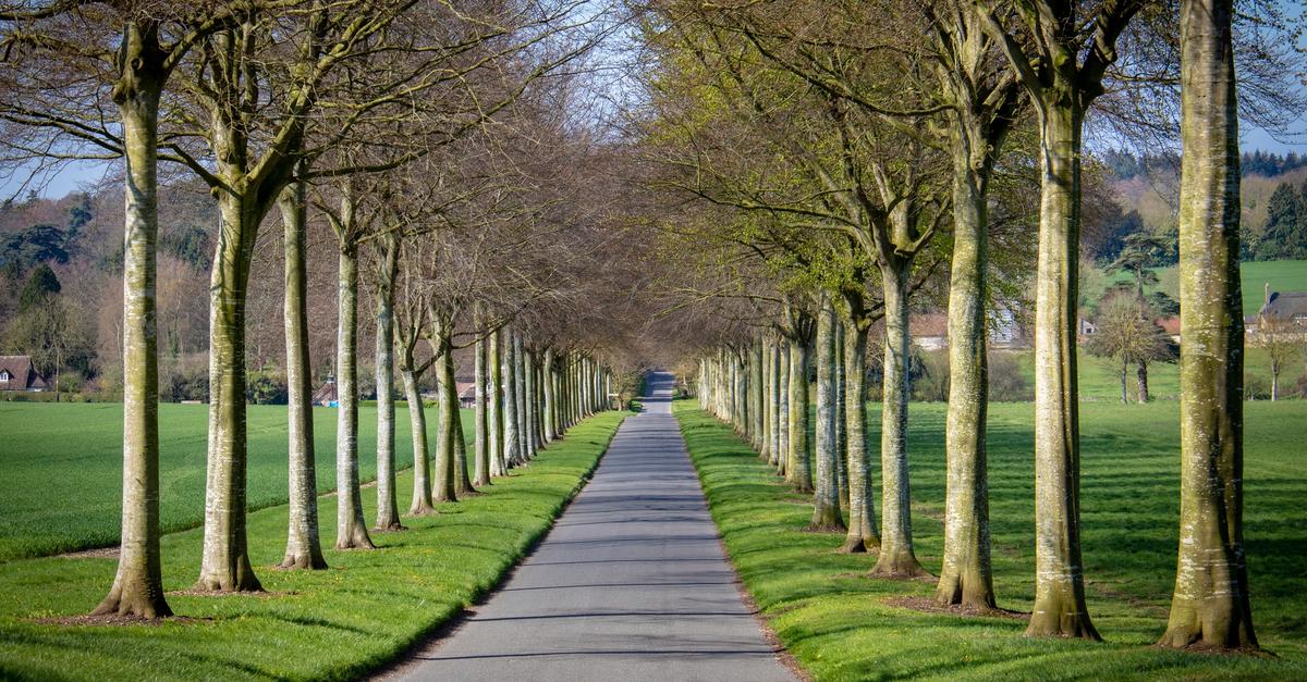 Road with trees all along the perimeter.