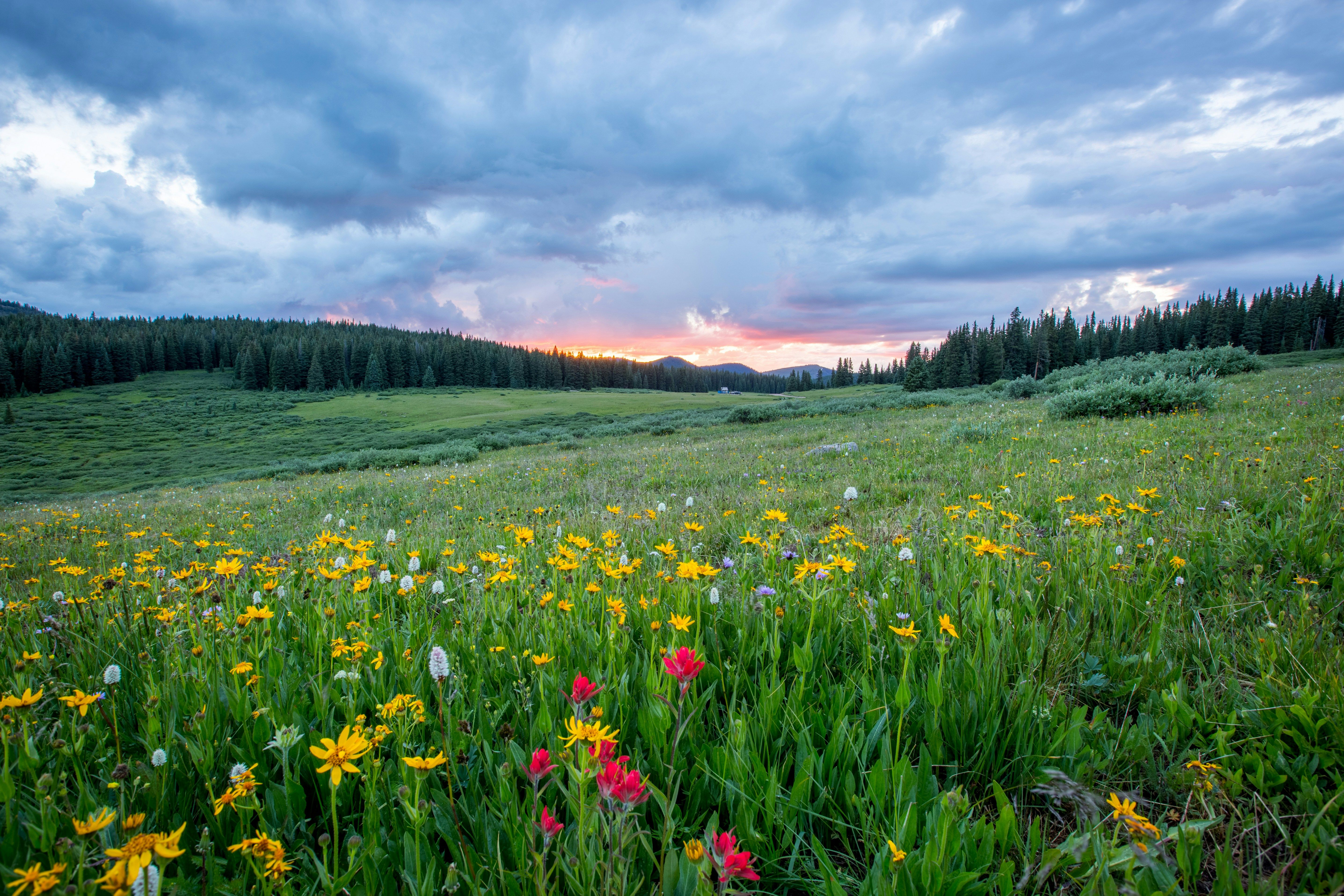 Field with flowers in it.