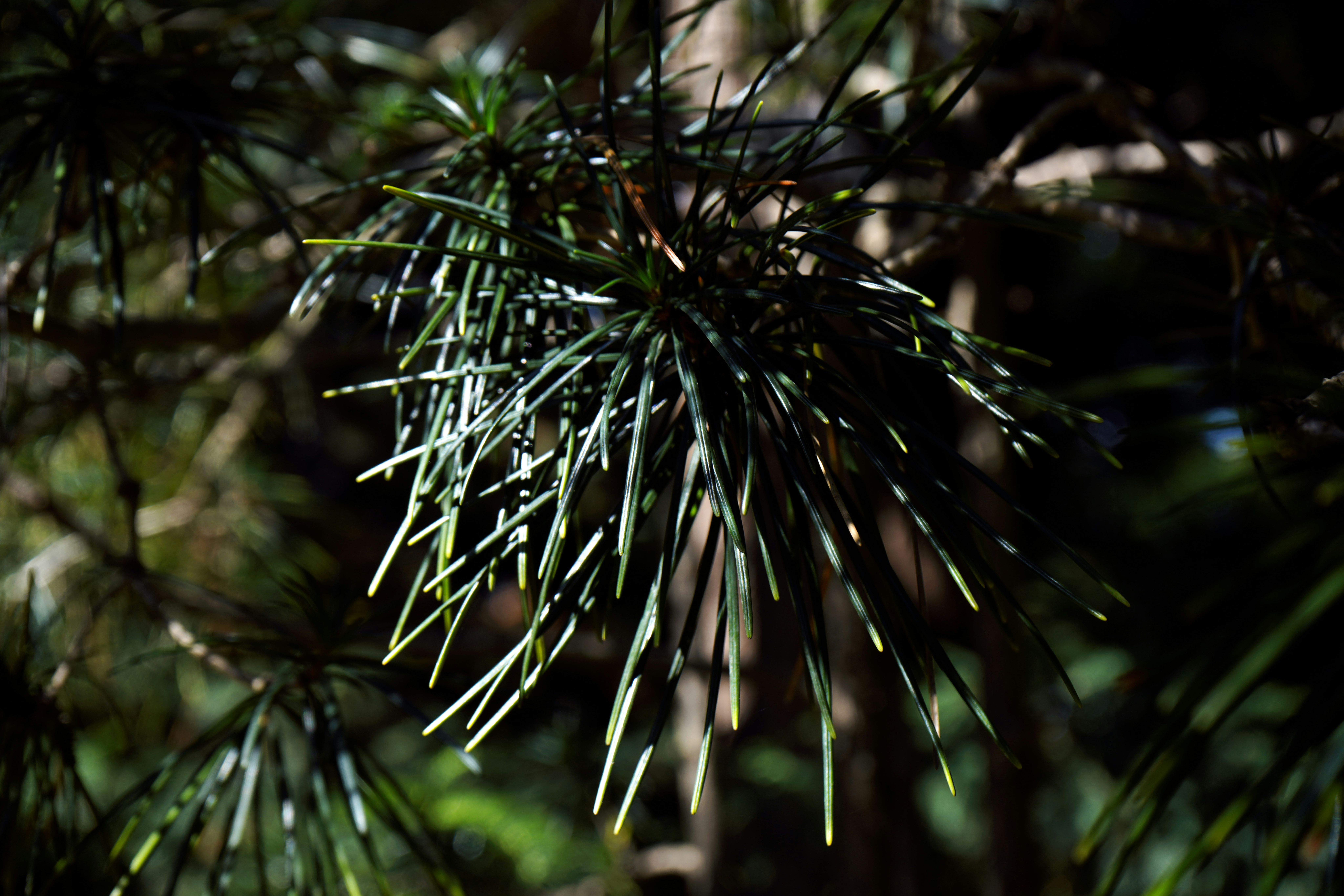 Green tree by tadeusz zachwieja.