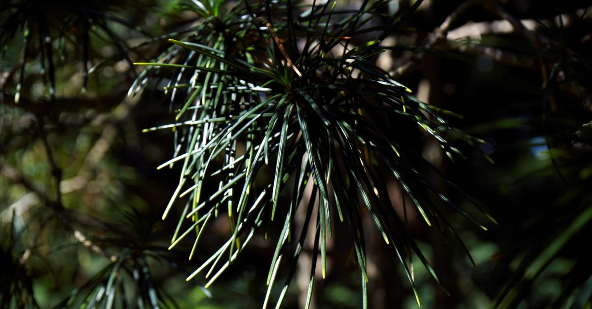Green tree by tadeusz zachwieja.