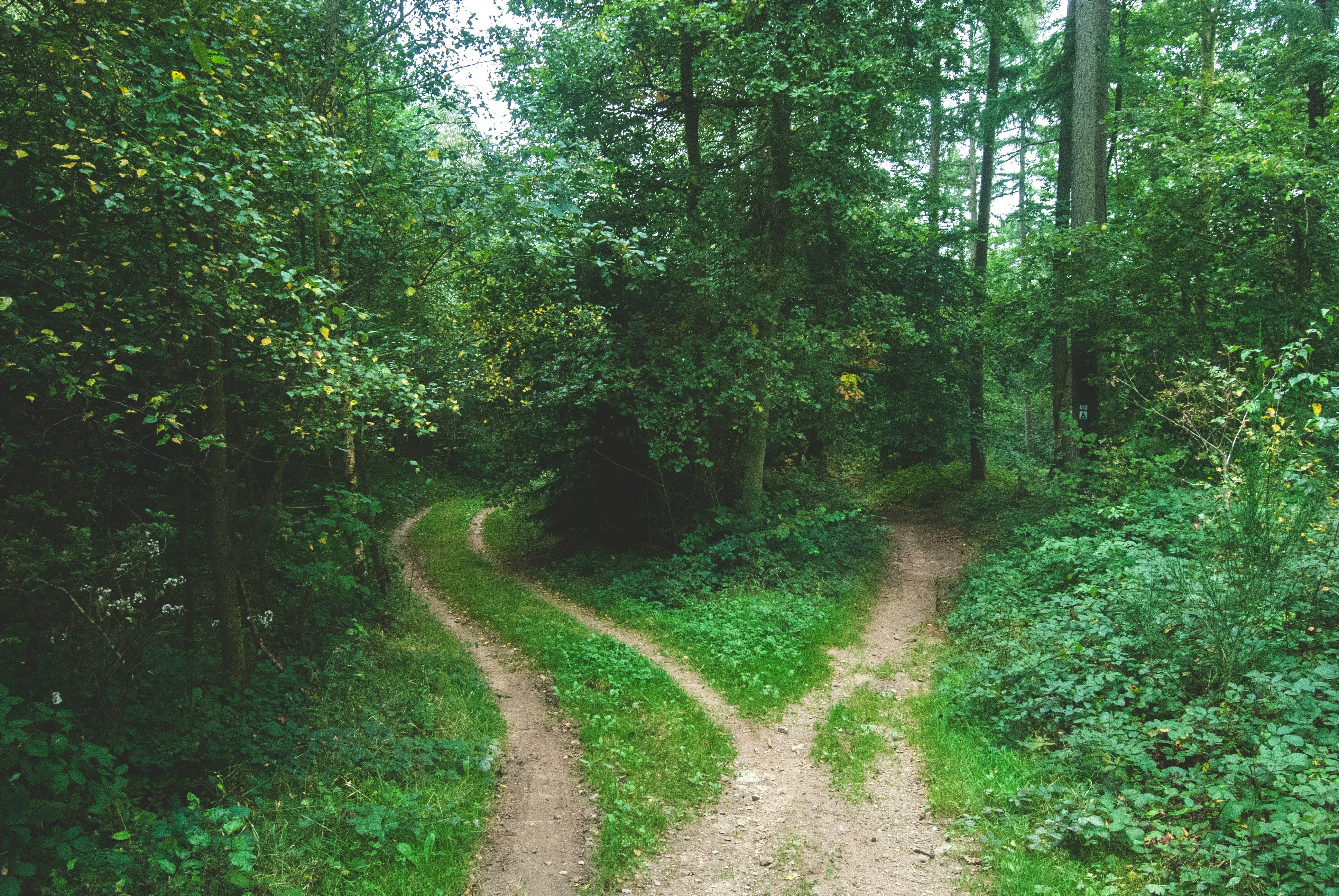Two diverging paths in a dark lush green forest.