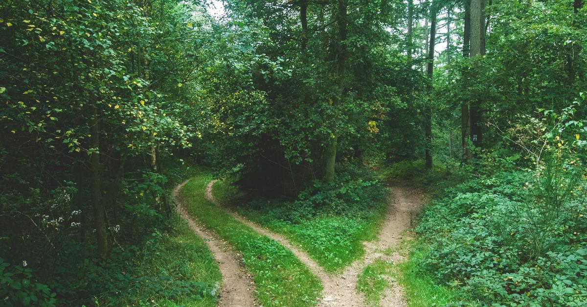 Two diverging paths in a dark lush green forest.