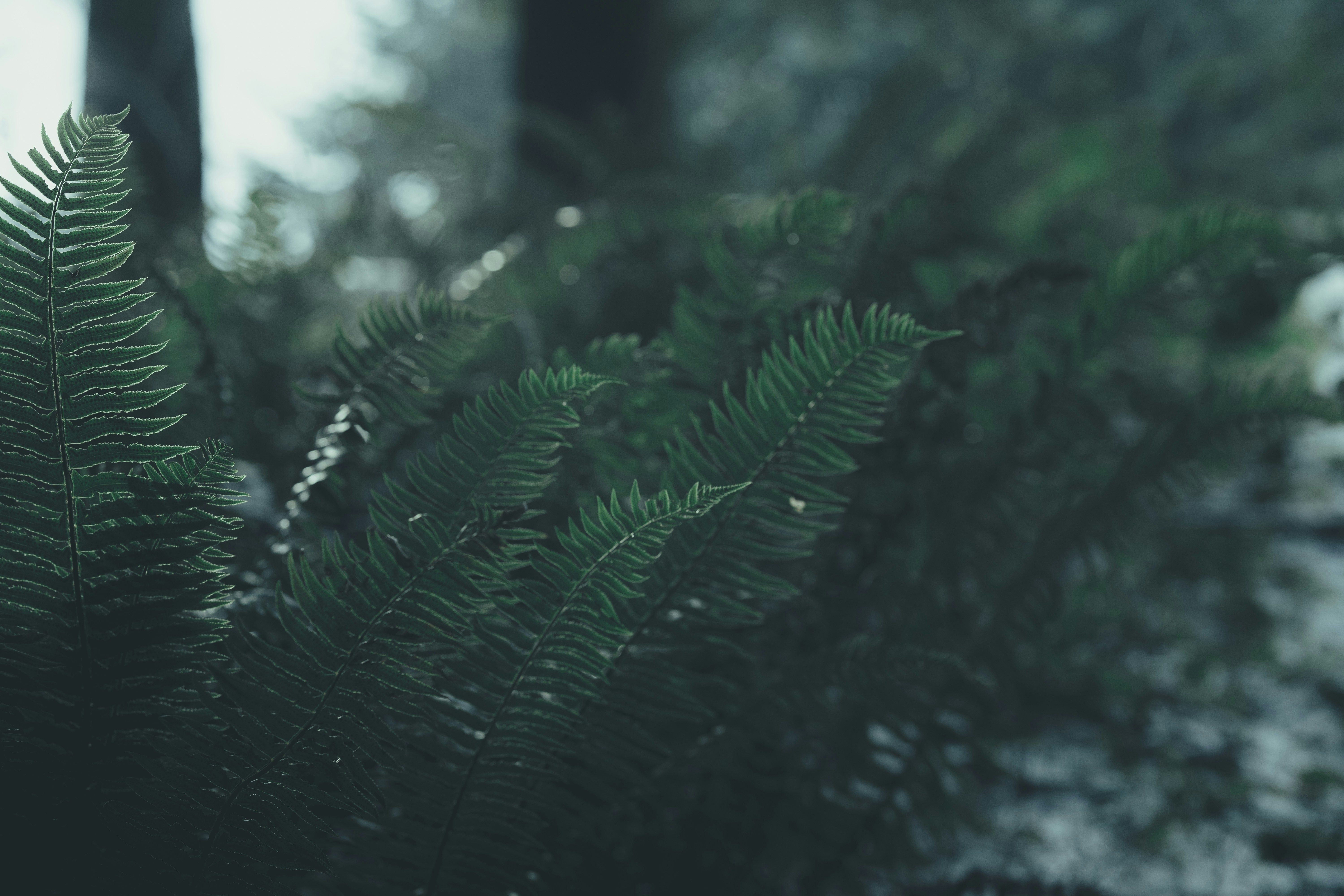 Green fern plant leaves outside in snow.