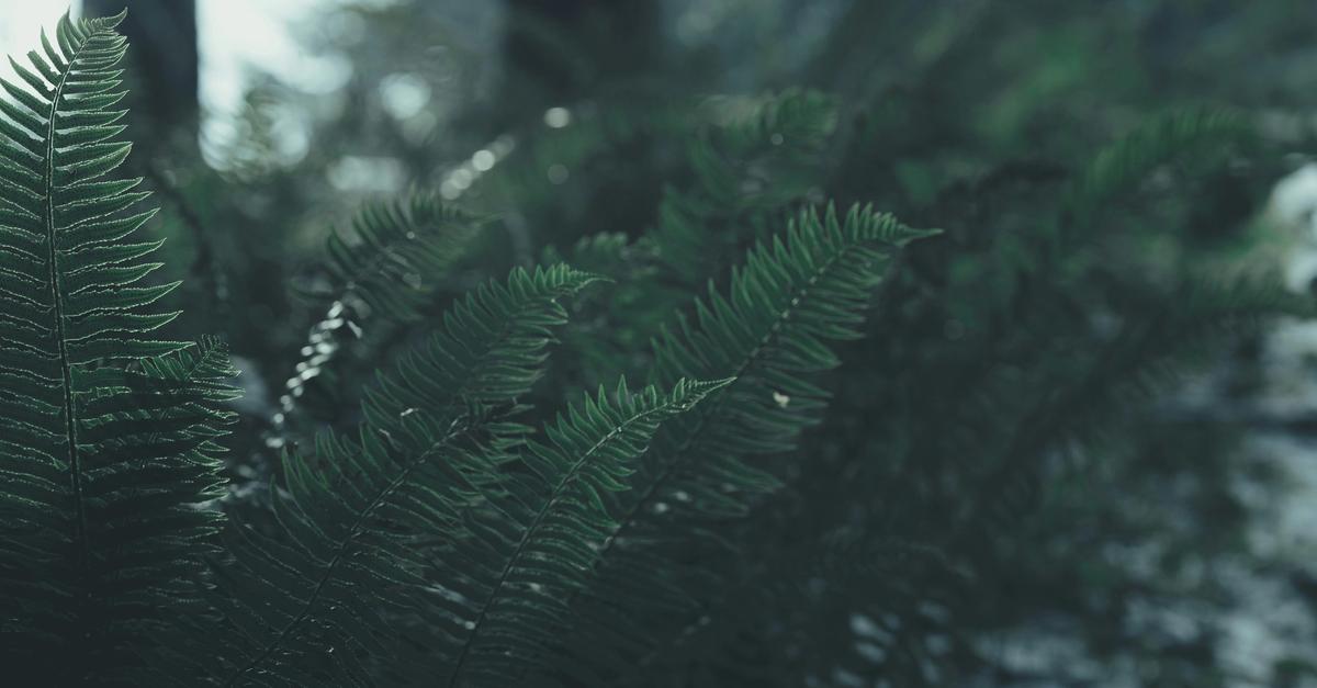 Green fern plant leaves outside in snow.