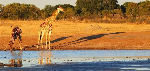 Mana Pools Tented Camp