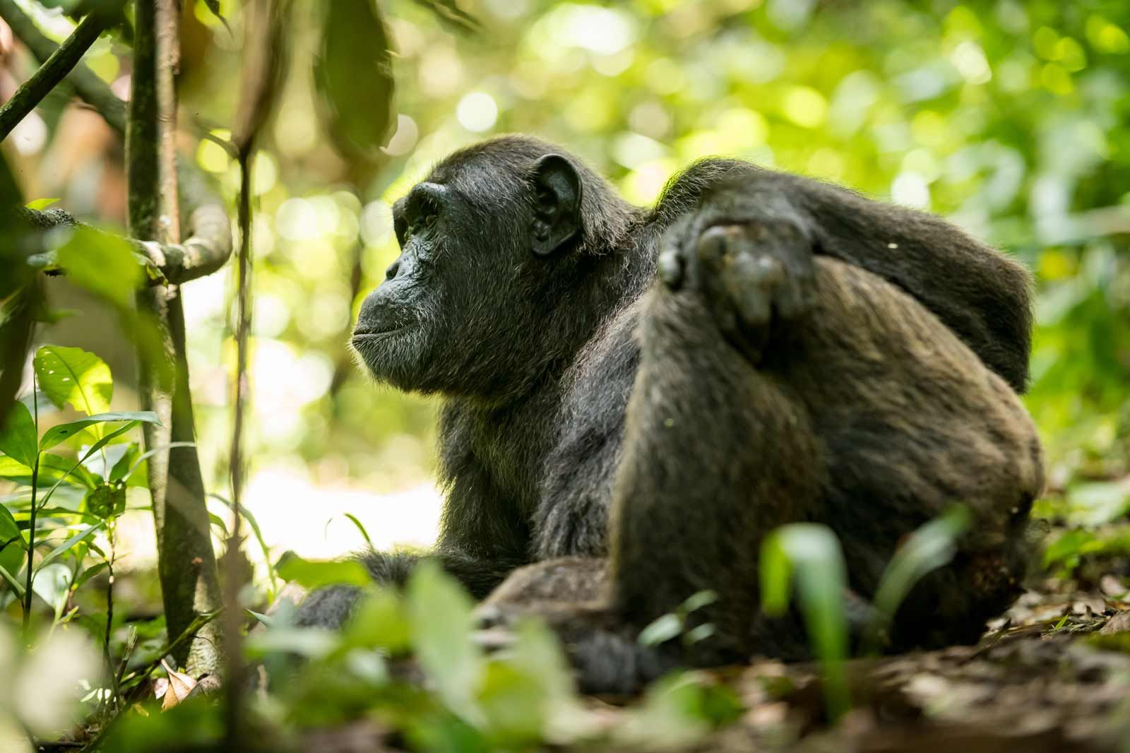 Kibale National Park Kibale National Park