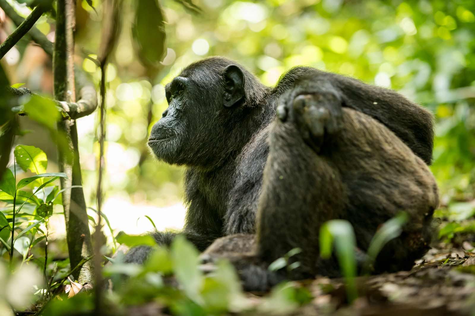 Kibale National Park