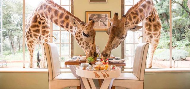 Giraffe Manor