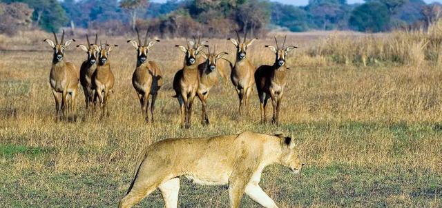 Kafue National Park Kafue National Park