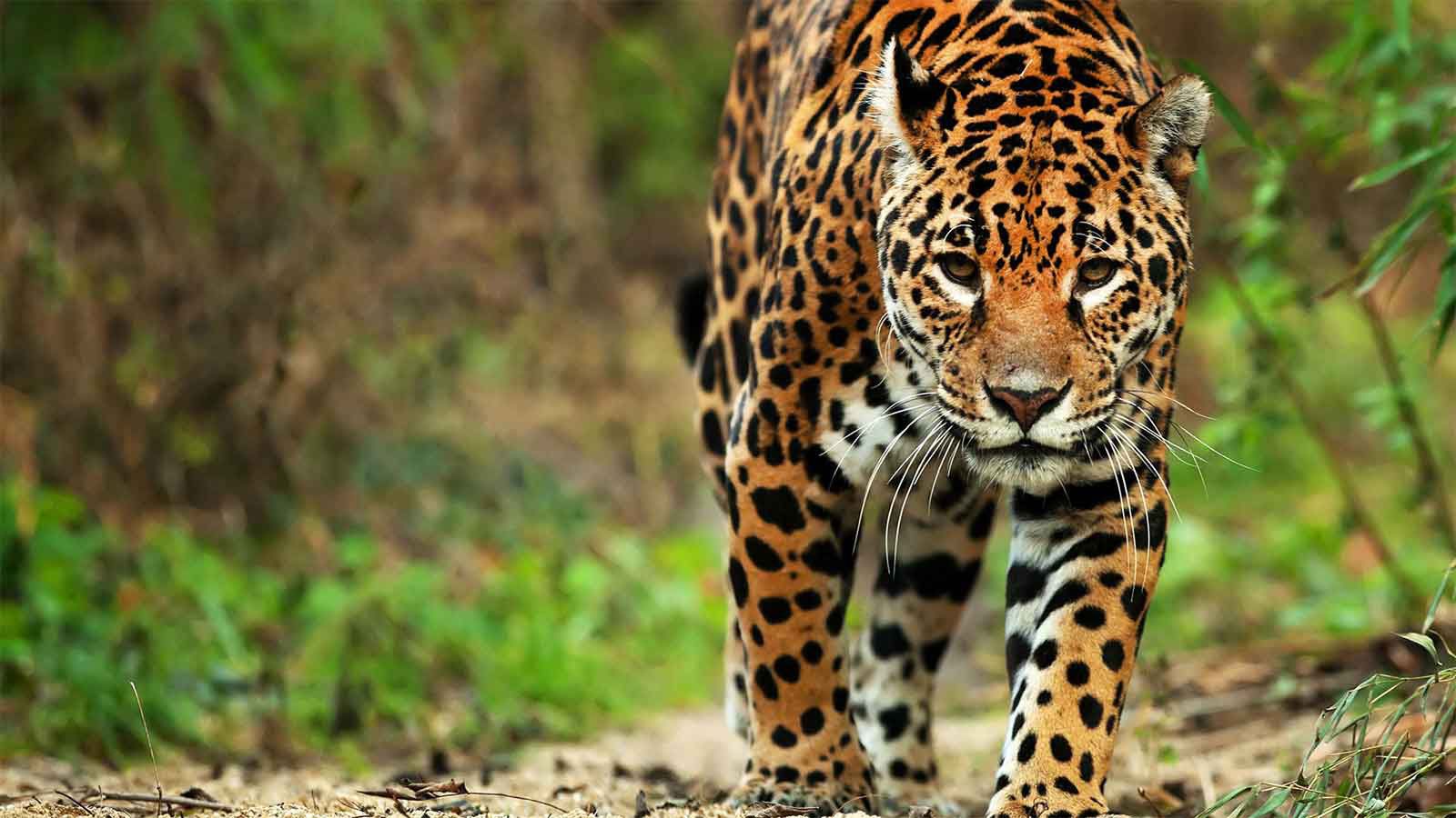 Pantanal Jaguar Camp