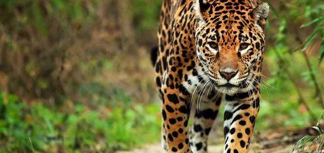 Pantanal Jaguar Camp