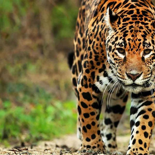Pantanal Jaguar Camp