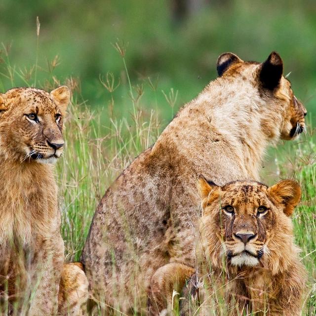 Galdessa Camp Galdessa Camp