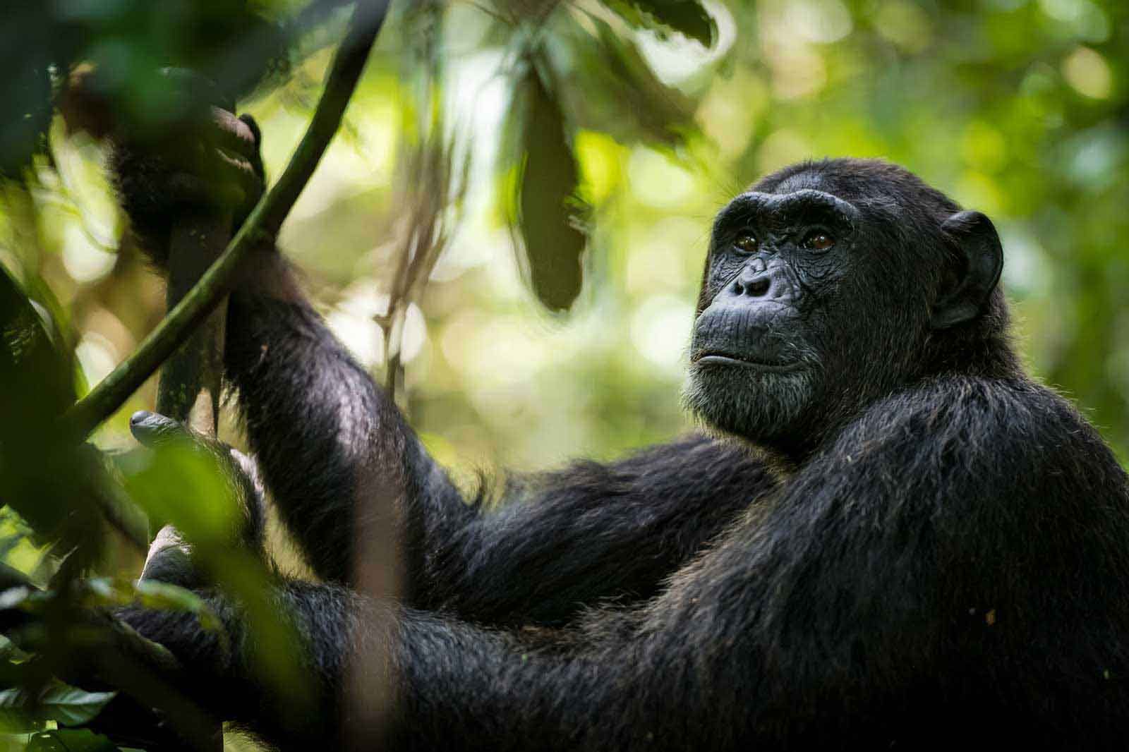 Uganda Safaris