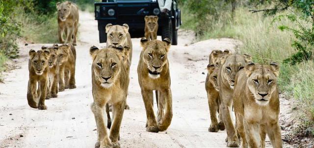 Makanyi and Sabi Sabi 7 night Safari Makanyi and Sabi Sabi 7 night Safari