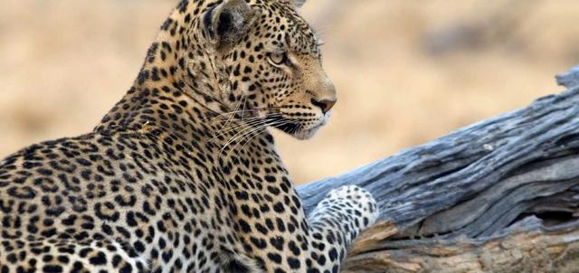 Malilangwe Wildlife Reserve Malilangwe Wildlife Reserve